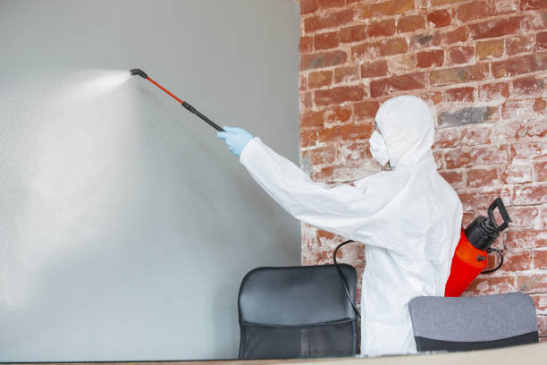 Best Mold Damage Restoration  in Black River, NY