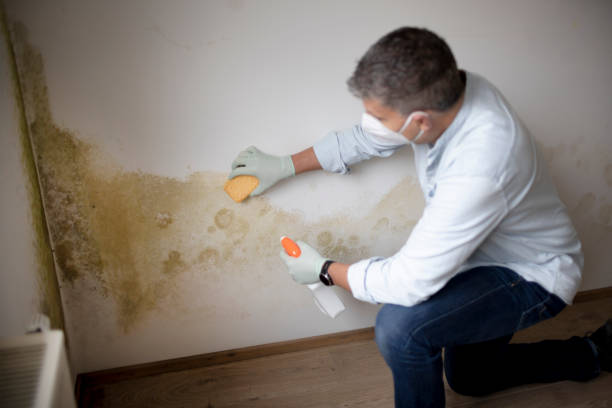 Best Real Estate Mold Inspection  in Black River, NY