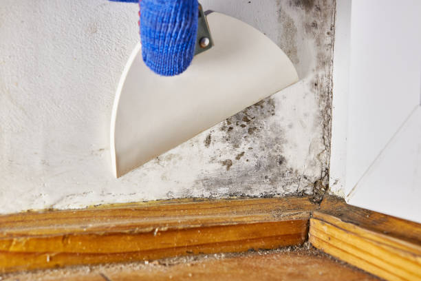 Environmental Consulting for Mold Prevention in Black River, NY