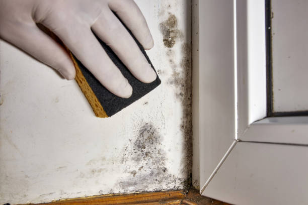 Forensic Mold Investigation in Black River, NY